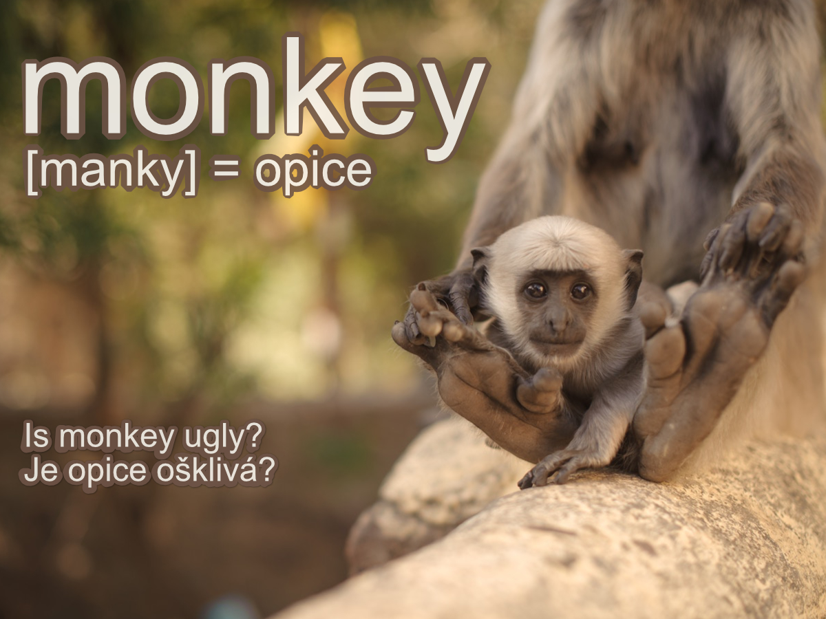monkey, opice - anglické slovíčko